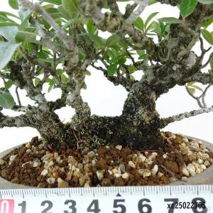 盆栽 ピラカンサ 樹高 約19cm 高級盆栽 ...の詳細画像4