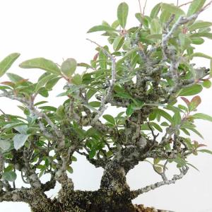 盆栽 ピラカンサ 樹高 約19cm 高級盆栽 ...の詳細画像5