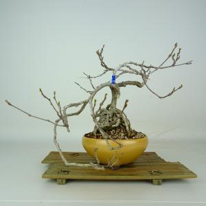 作業台：八木光作 傾斜式手入れ作業台 *資材 : 遊恵盆栽 Yahoo!店