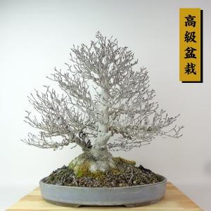 盆栽 山毛欅 ぶな 樹高 約38cm Fagus crenata ブナ ブナ科 落葉樹 観賞用 現品