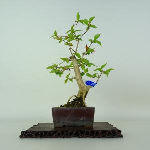 盆栽：早乙女さつき 現品*皐月 サツキ satsuki bonsai 小品盆栽 : 遊恵