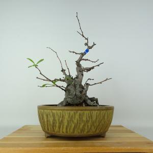 盆栽 真弓 樹高 約17cm まゆみ Euonymus sieboldianus マユミ 実物
