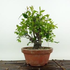 盆栽 特選：一位(イチイ） 現品*いちい Taxus cuspidata Ichii bonsai