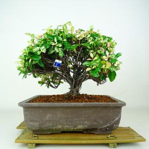 盆栽 真弓 樹高 約17cm まゆみ Euonymus sieboldianus マユミ 実物