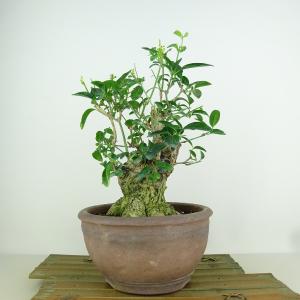 盆栽：黄金真柏 現品* しんぱく シンパク Sabina chinesis Shinpaku