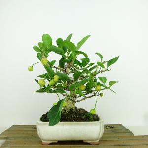 盆栽小鉢：美芸（常滑）六角鬼面足面付鉢 15.5cm*資材 : 遊恵盆栽