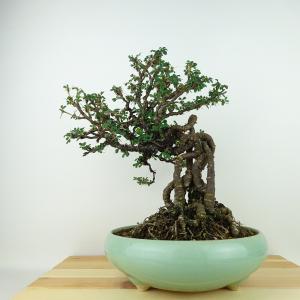 盆栽 岩蔓梅擬 樹高 約11cm いわつるうめもどき イワツルウメモドキ