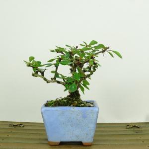 盆栽 皐月 歓喜天 樹高 約19cm さつき Rhododendron indicum サツキ