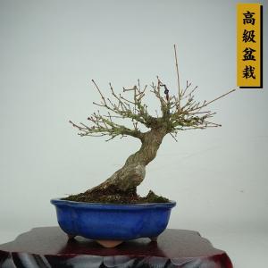 盆栽 紅葉 樹高 約22cm もみじ 高級盆栽 Acer palmatum モミジ カエデ科 落葉樹 鑑賞 観賞用 現品