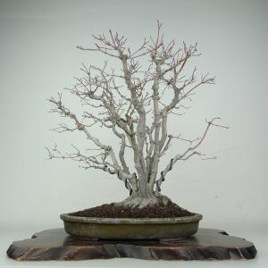 盆栽 紅葉 樹高 約29cm もみじ 高級盆栽 Acer palmatum モミジ カエデ科 落葉樹 鑑賞 観賞用 現品