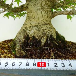 盆栽 紅葉 樹高 約 22cm もみじ 高級盆...の詳細画像5