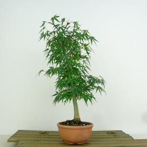 盆栽：銀杏(イチョウ)*現品 一点物 いちょう Icho bonsai ミニ盆栽