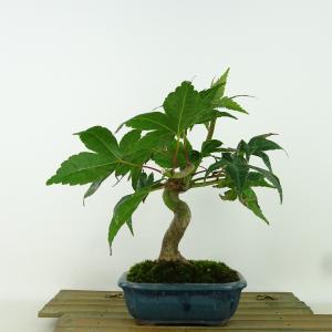 盆栽特選：獅子頭(シシガシラ)紅葉 現品 *もみじ モミジ Acer momiji