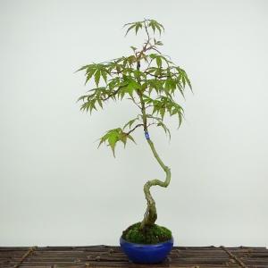 中品盆栽：特選山紅葉石付 現品*山もみじ モミジ Momiji : 遊恵盆栽
