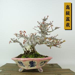 盆栽 紅葉 樹高 約17cm もみじ 高級盆栽 Acer palmatum モミジ カエデ科 落葉樹 観賞用 小品 現品