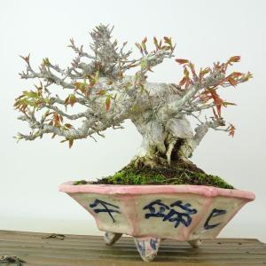 盆栽 紅葉 樹高 約17cm もみじ 高級盆栽...の詳細画像2