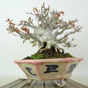 盆栽 紅葉 樹高 約17cm もみじ 高級盆栽...の詳細画像3