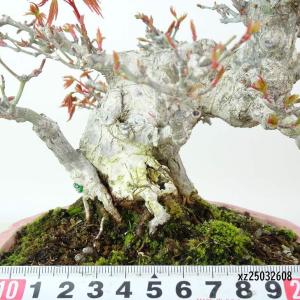 盆栽 紅葉 樹高 約17cm もみじ 高級盆栽...の詳細画像4