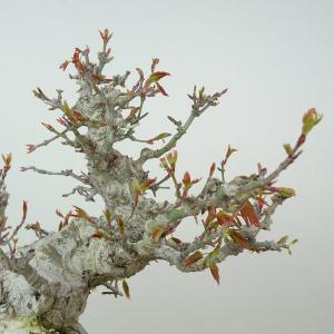盆栽 紅葉 樹高 約17cm もみじ 高級盆栽...の詳細画像5