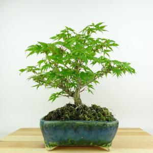 盆栽 有明モミジ 盆栽 ：有明もみじ 現品*紅葉 モミジ Momiji bonsai 中品盆栽