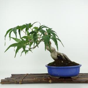 盆栽 紅葉 清玄 樹高 約21cm もみじ Acer palmatum モミジ カエデ科 落葉樹 観賞用 現品