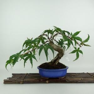 盆栽 紅葉 清玄 樹高 約22cm もみじ Acer palmatum モミジ カエデ科 落葉樹 観賞用 現品