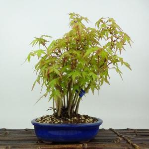 荒皮性モミジ 小品盆栽 貴風盆栽 荒皮紅葉 あらかわしょうもみじ