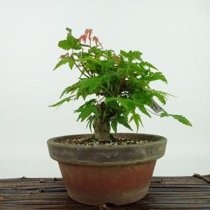 中品盆栽：特選清玄もみじ 現品*紅葉 もみじ セイゲンモミジ Momiji