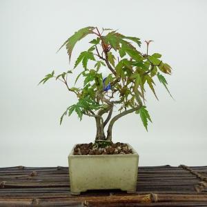 盆栽 特選：皐月(晃山)*現品 サツキ さつき Satsuki bonsai 大品盆栽