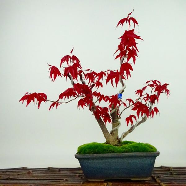 盆栽 紅葉 出猩々 樹高 約23cm もみじ Acer palmatum モミジ カエデ科 落葉樹 ...