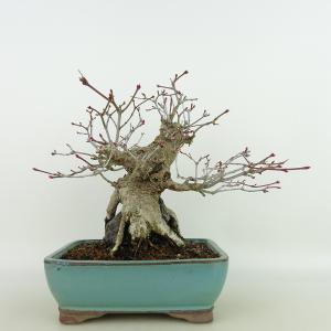 中品盆栽：特選清玄もみじ 現品*紅葉 もみじ セイゲンモミジ Momiji