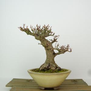 中品黄金真柏盆栽 4-2 盆栽：黄金真柏 現品* しんぱく シンパク Sabina chinesis Shinpaku