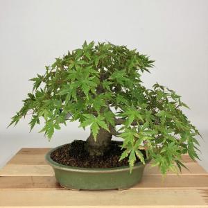 盆栽：楓石付* 現品 一点物 かえで カエデ Kaede bonsai Acer 小品盆栽