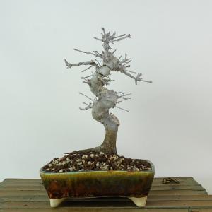 小品盆栽 極太幹ルビーさんざし(山査子) 現品*ルビーサンザシ