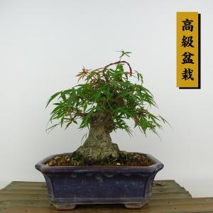 盆栽特選：獅子頭(シシガシラ)紅葉 現品 *もみじ モミジ Acer momiji