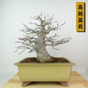 盆栽 紅葉 樹高 約25cm もみじ 高級盆栽 Acer palmatum モミジ カエデ科 落葉樹 観賞用 現品