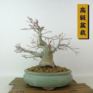 盆栽 紅葉 樹高 約22cm もみじ 高級盆栽 Acer palmatum モミジ カエデ科 落葉樹 観賞用 現品