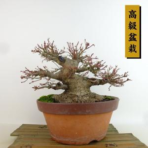 盆栽 紅葉 樹高 約17cm もみじ 高級盆栽 Acer palmatum モミジ カエデ科 落葉樹 観賞用 小品 現品