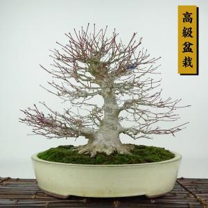 盆栽 紅葉 樹高 約26cm もみじ 高級盆栽 Acer palmatum モミジ カエデ科 落葉樹 観賞用 現品