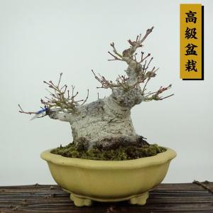 盆栽 紅葉 樹高 約17cm もみじ 高級盆栽 Acer palmatum モミジ カエデ科 落葉樹 観賞用 小品 現品