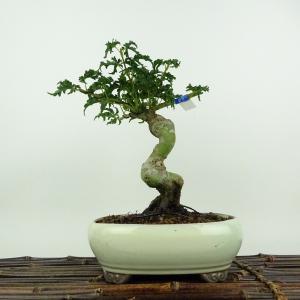 中品盆栽：特選清玄もみじ 現品*紅葉 もみじ セイゲンモミジ Momiji