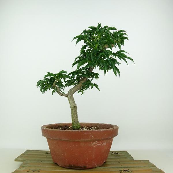 盆栽 紅葉 獅子頭 樹高 約26cm もみじ Acer palmatum モミジ 根上り カエデ科 ...