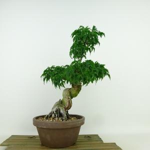 盆栽 紅葉 清姫 樹高 16cm〜18cm もみじ Acer palmatum モミジ カエデ