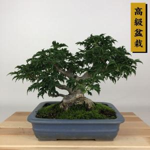盆栽 特選：皐月(晃山)*現品 サツキ さつき Satsuki bonsai 大品盆栽
