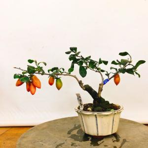 盆栽 老爺柿 福平 樹高 約16cm ろうやがき Diospyros rhombifolia ロウヤ...