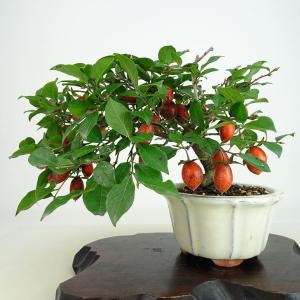 盆栽 ミニ盆栽 「老爺柿（雄木）」 カキ ロウヤガキ ローヤガキ 小品