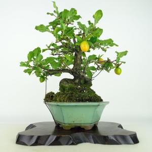 盆栽 老爺柿 樹高 約24cm ろうやがき Diospyros rhombifolia ロウヤガキ 実物 雌木 カキノキ科 落葉〜半落葉樹 観賞用 現品