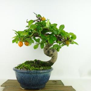 盆栽 老爺柿 樹高 約24cm ろうやがき Diospyros rhombifolia ロウヤガキ 実物 雌木 カキノキ科 落葉〜半落葉樹 観賞用 現品