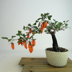 盆栽 ミニ盆栽 「老爺柿（雄木）」 カキ ロウヤガキ ローヤガキ 小品