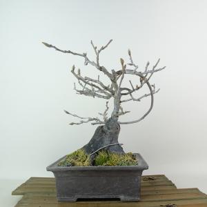 小品盆栽：老爺柿(宴) 現品*ろうや柿 ロウヤ柿 rouyagaki : 遊恵盆栽
